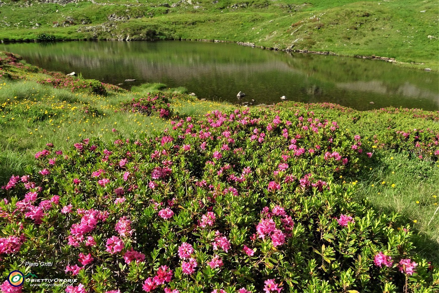 90 Distese di rododendri.JPG